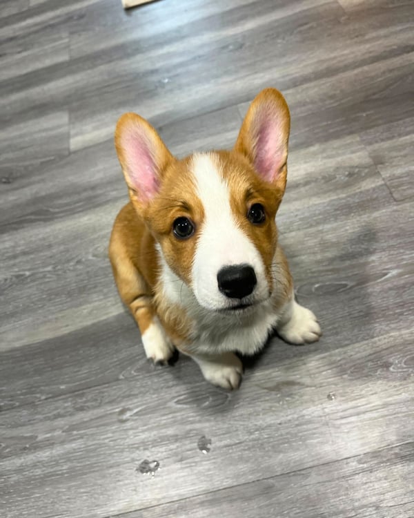 Cooper