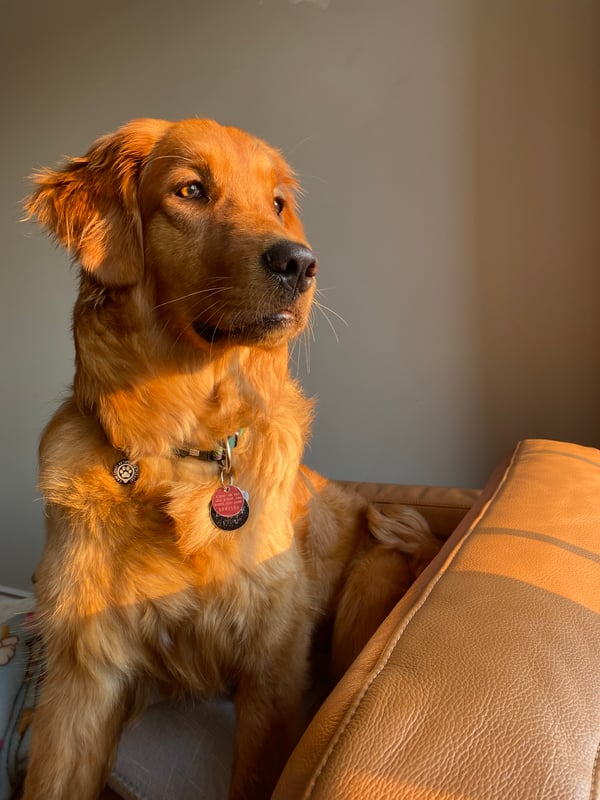 Bailey