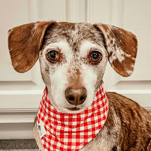 Tucker