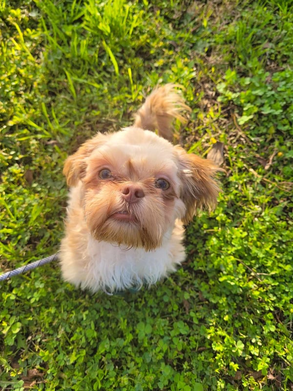 Oliver