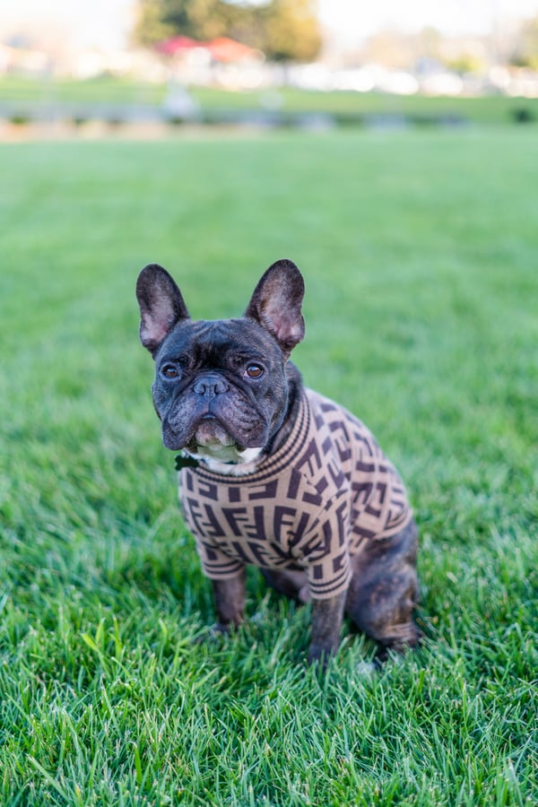 Prince Louis