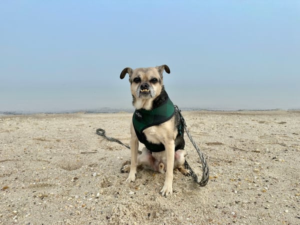 Bugsy