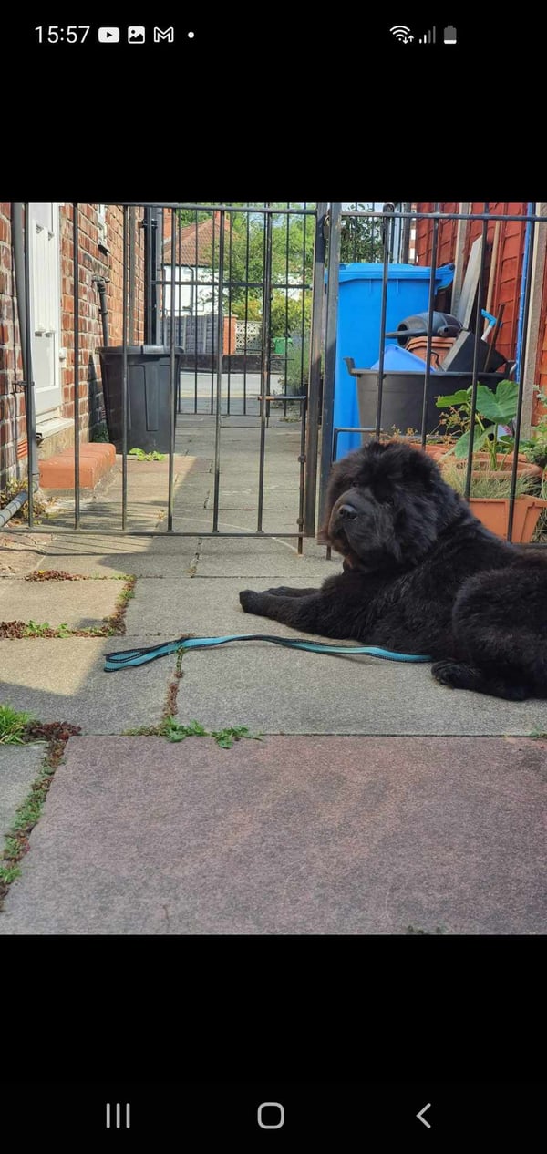 Kovu
