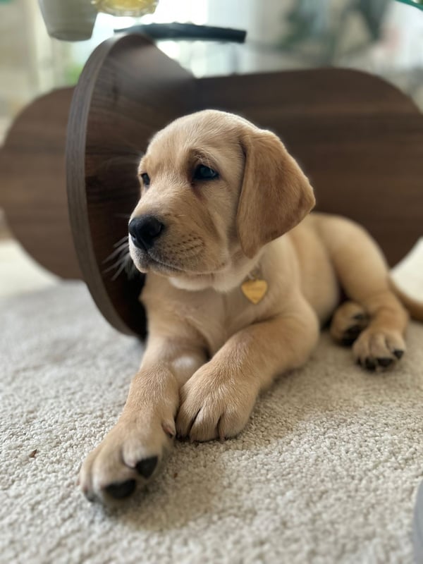 Charlie