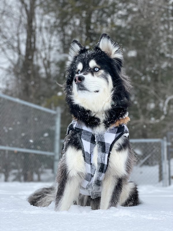 Levi