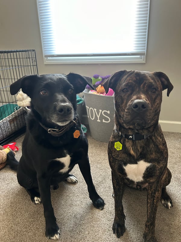 Griffin and Otto