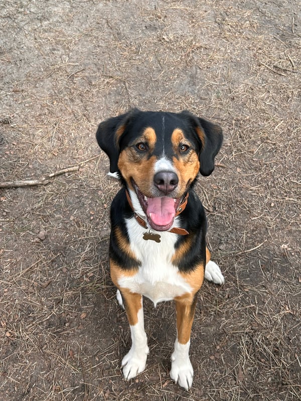 Olaf