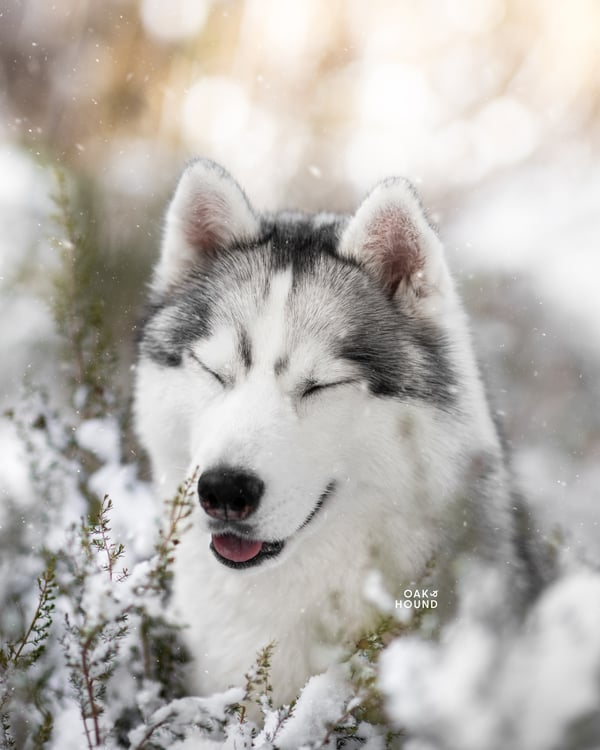 Tsuki