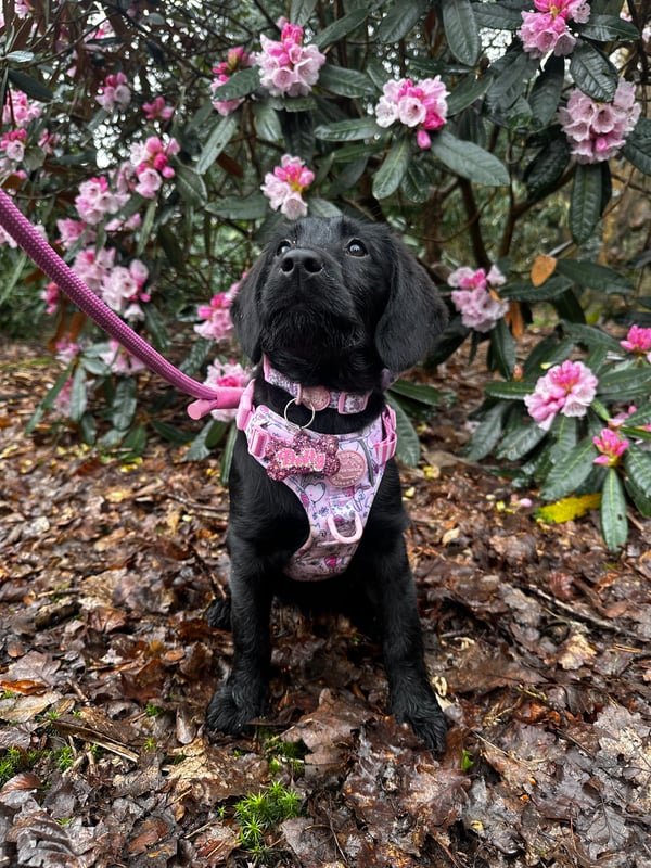 Dolly