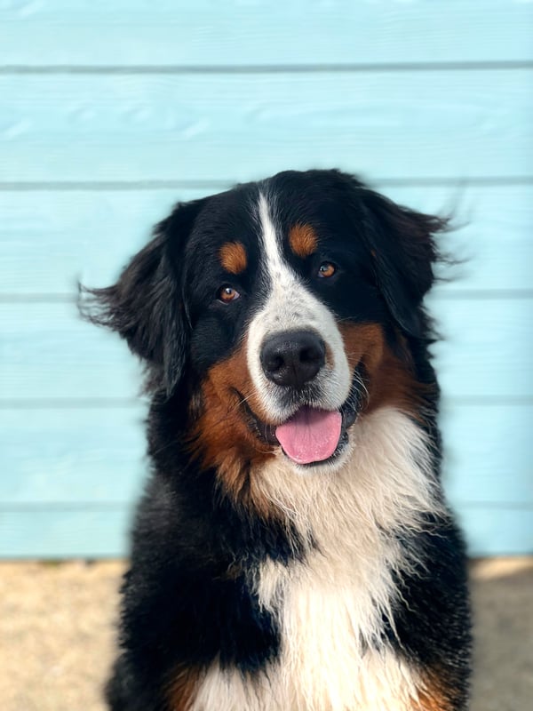 Pedro