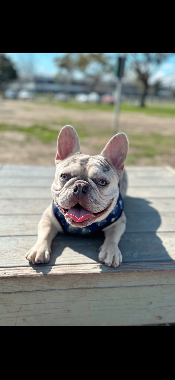 Ziggy