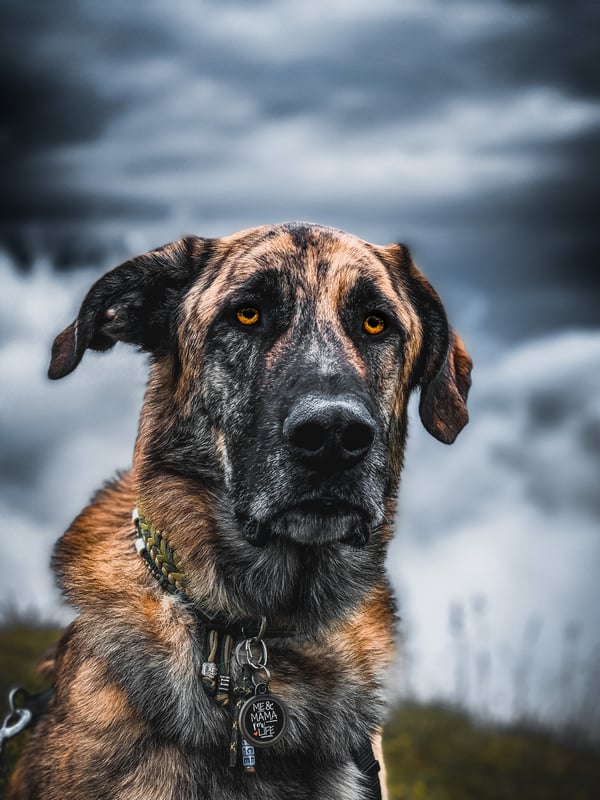 Bruce