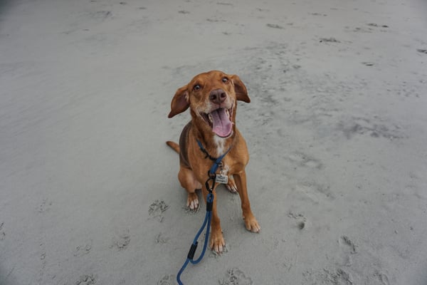 Remington