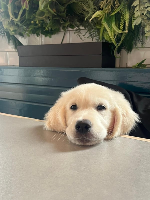 Hudson