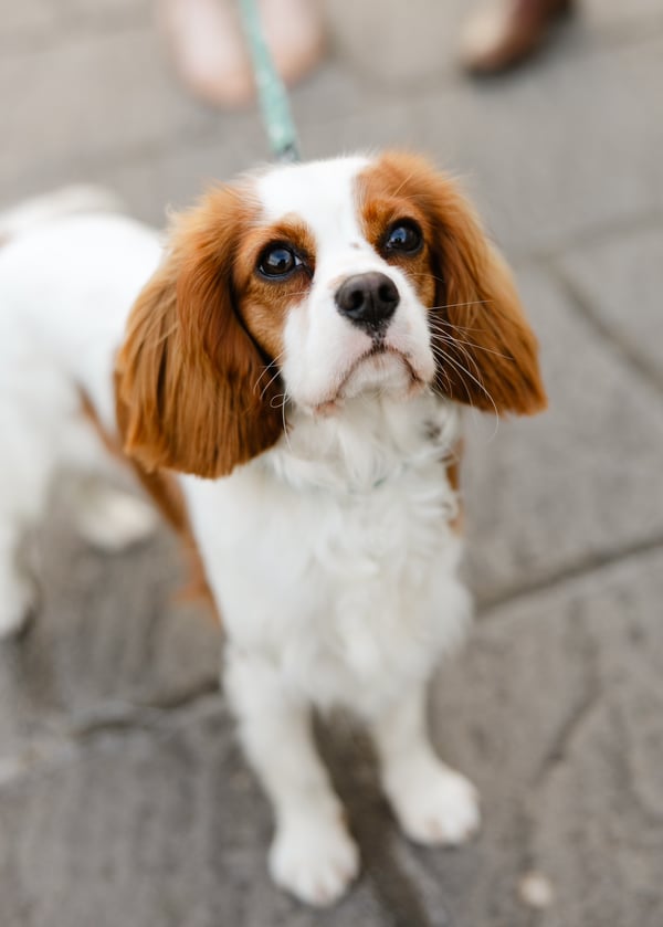 Rosie