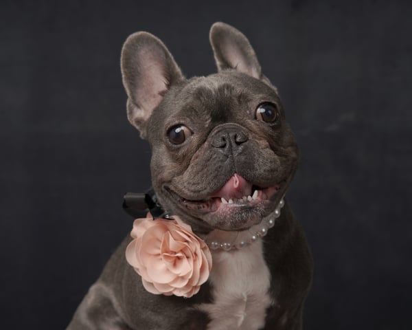 Stella Mae Barktois