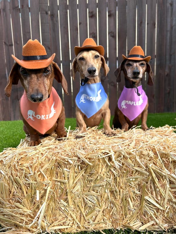 Maple, Thor, Loki