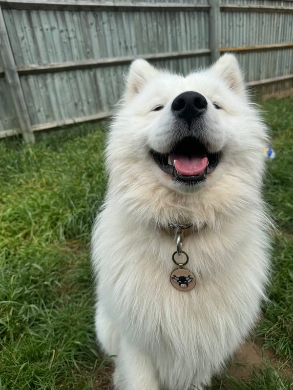 Angus
