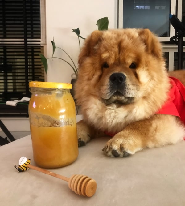 Lio