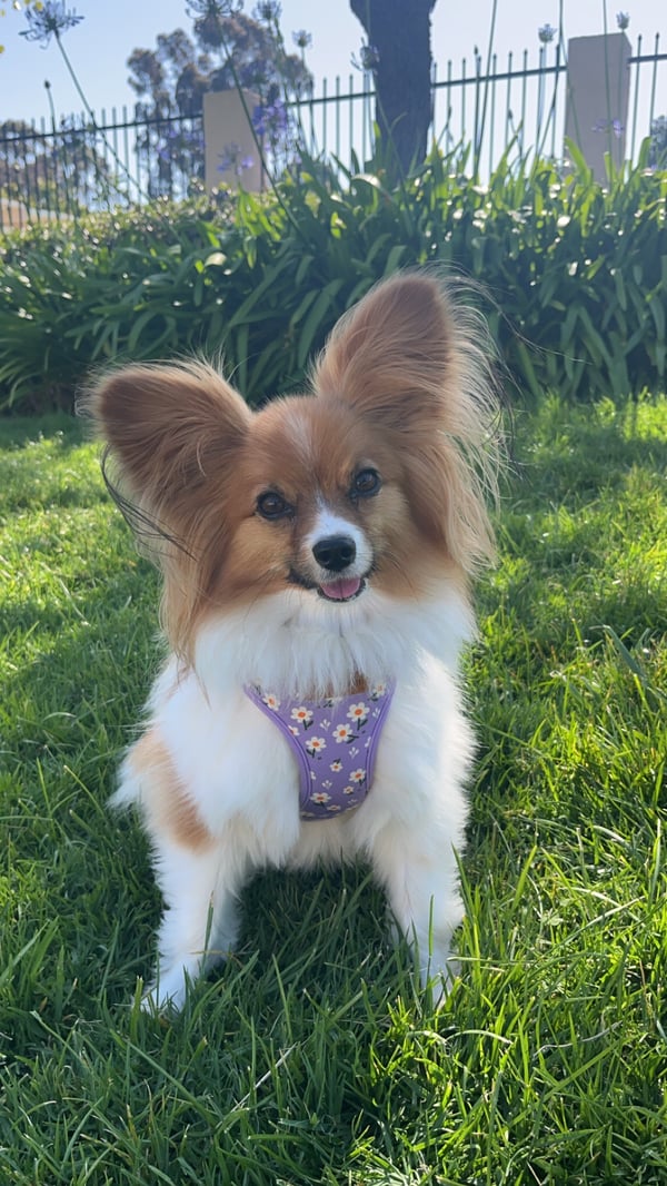 Lola