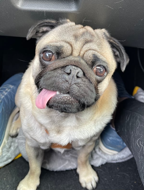 Bertie