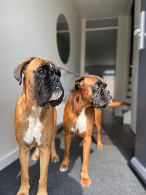 Charli & Bruno