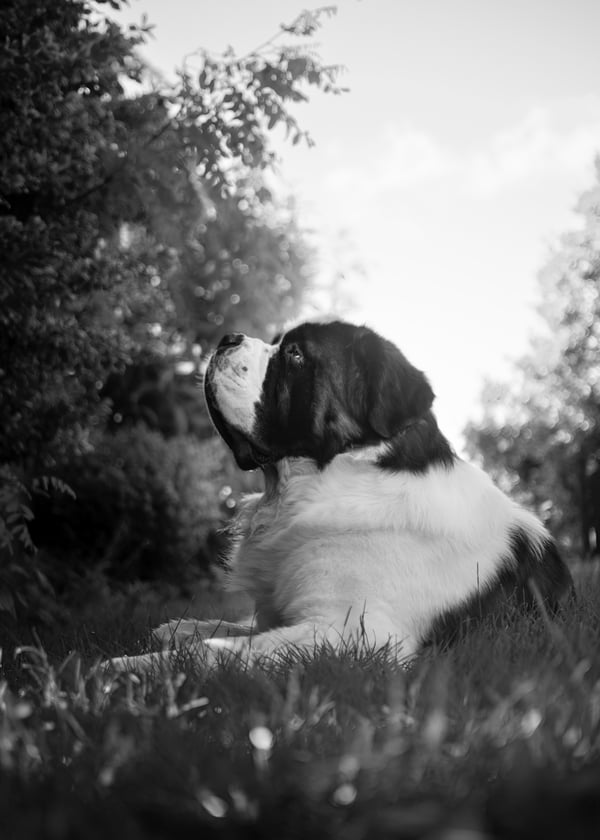 Arlo