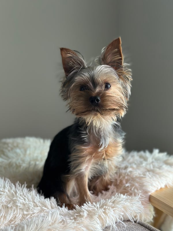 Oliver