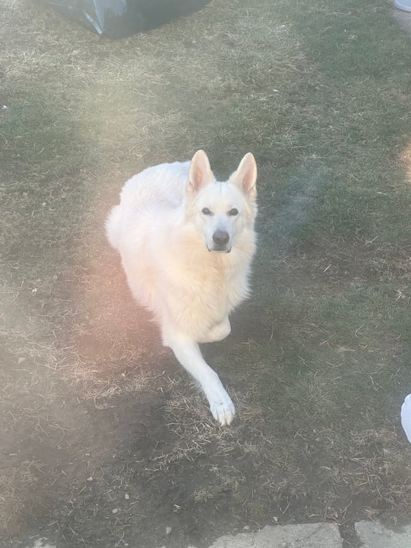 Enzo