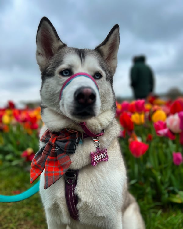 Nova
