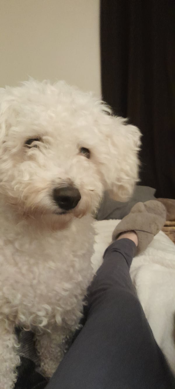 SCAMPY