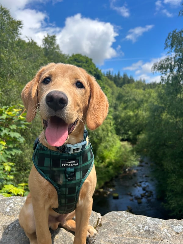 Bowie