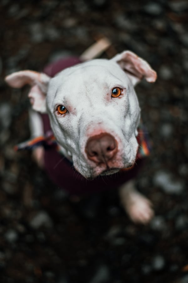 Marley