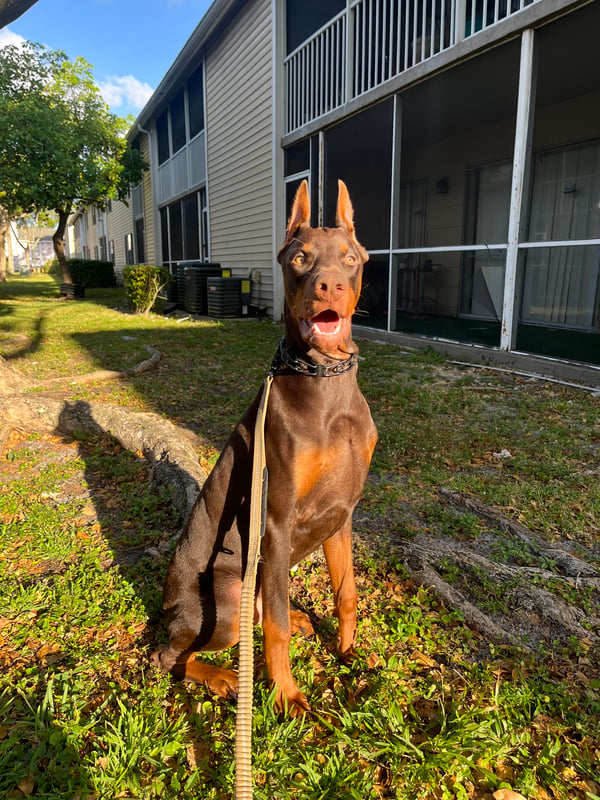 Zeus