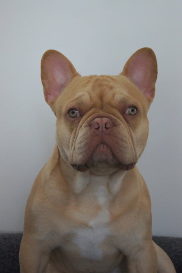 Rex