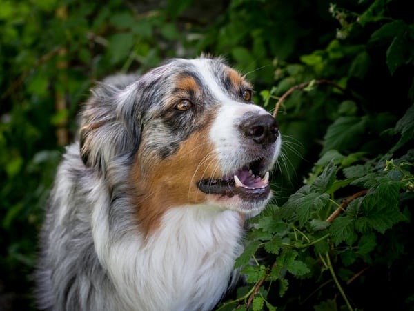 Floof