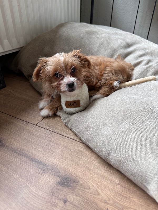Pip