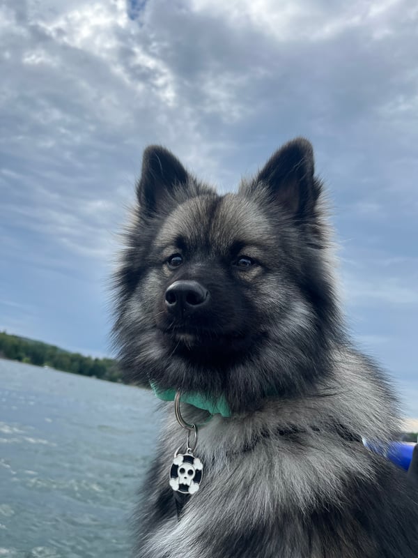 Echo