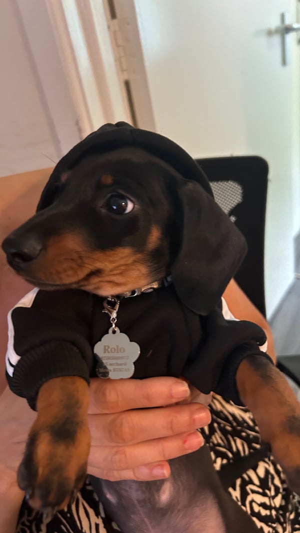 Rolo