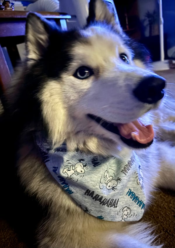 Koda
