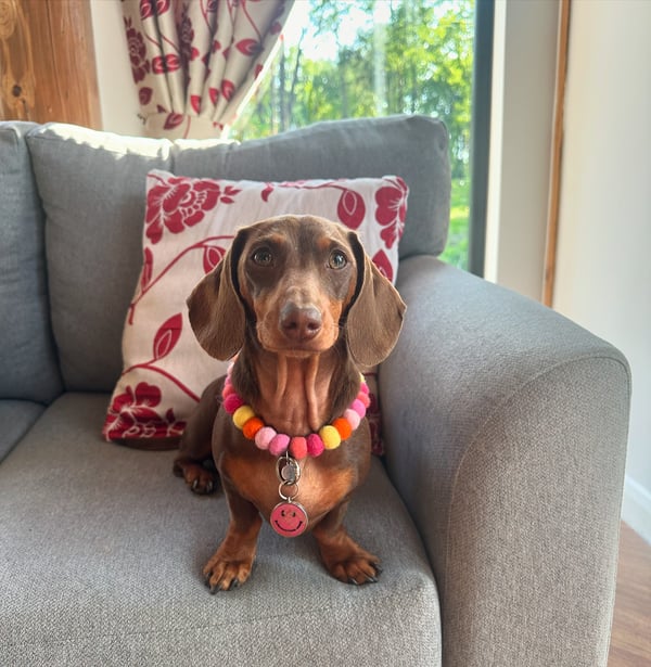 Daisy