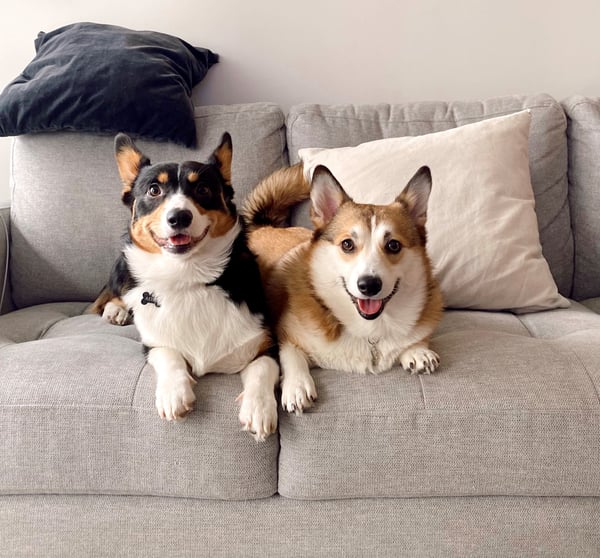 Nova and Astro