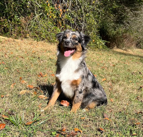 Belle