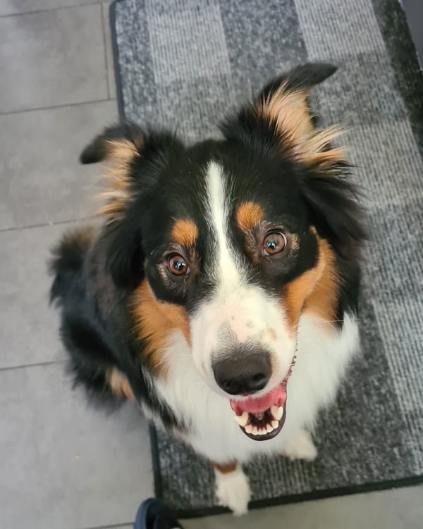 Diva