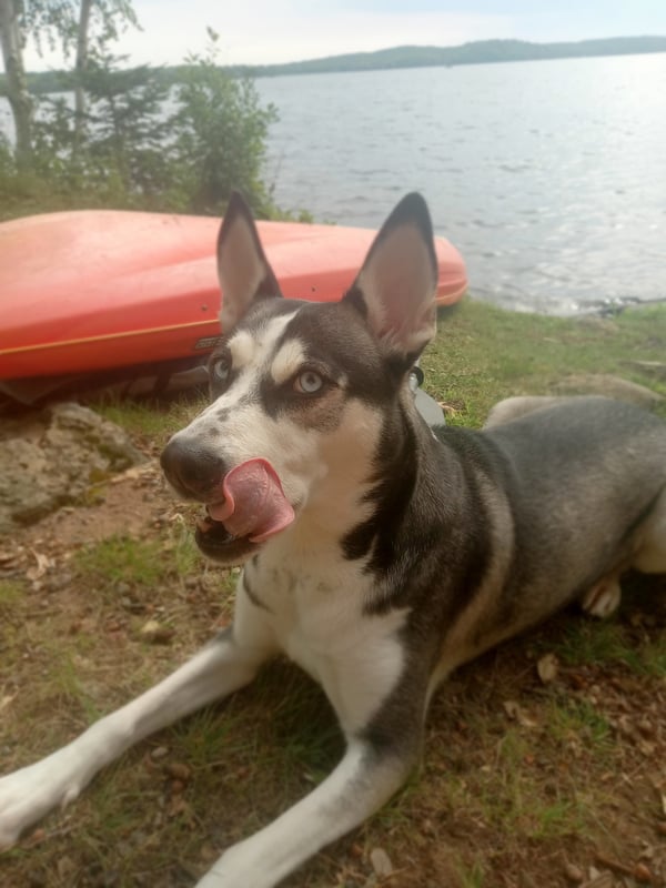 Nova