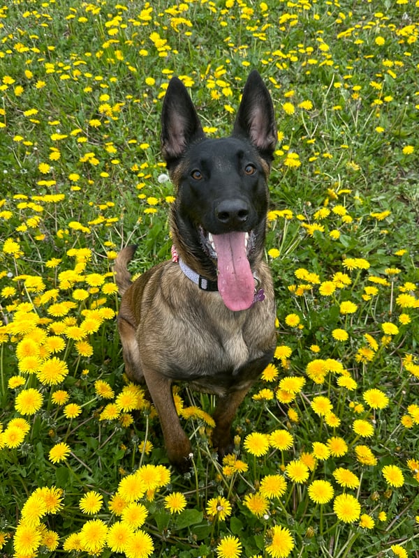 Nala