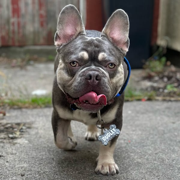 Dudley