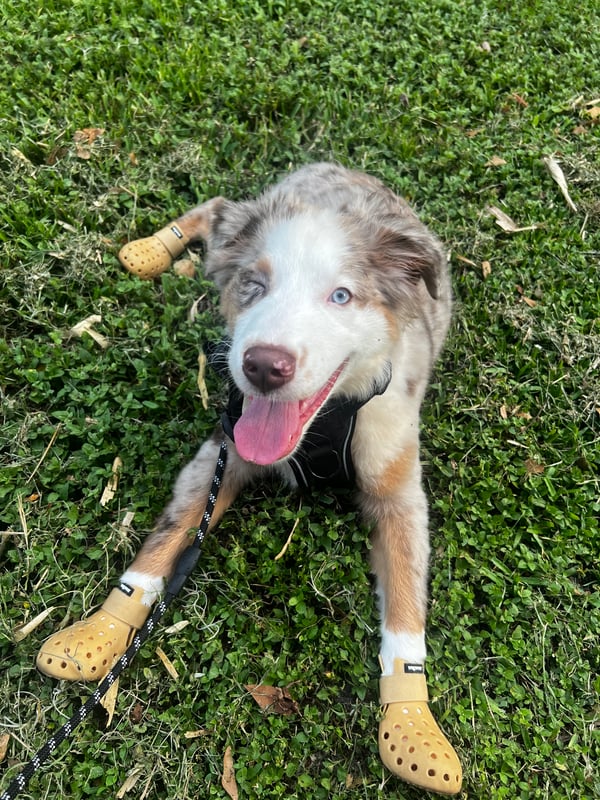 Milo