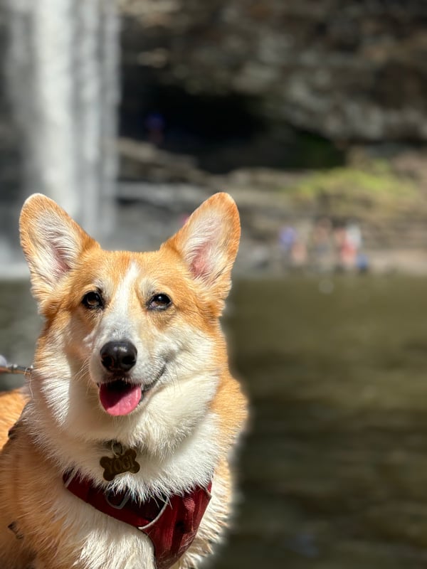 Yogi