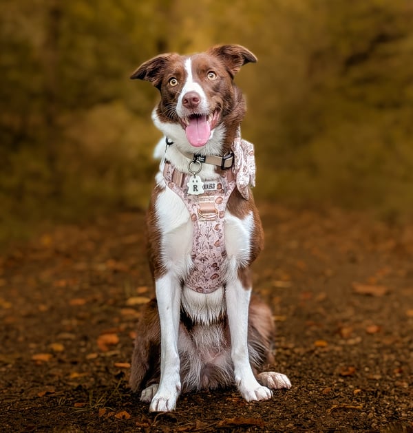 Rosie Penny